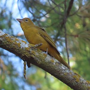 Summer Tanager (Piranga rubra)