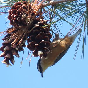 Red-breasted Nuthatch (Sitta canadensis)
