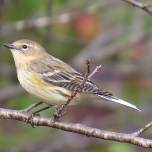 Yellow-rumped Warbler (Setophaga coronata)