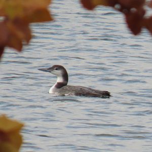 Common Loon (Gavia immer)