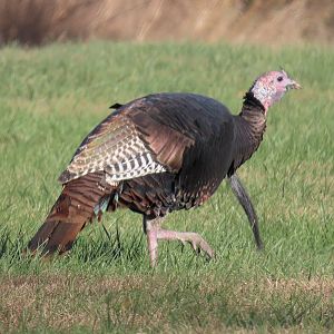 Wild Turkey (Meleagris gallopavo)