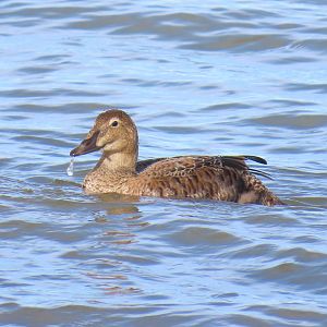 King Eider (Somateria spectabilis)