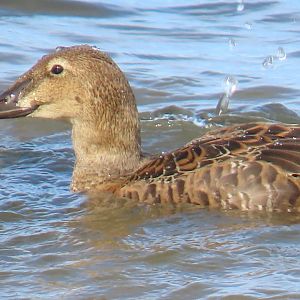 King Eider (Somateria spectabilis)