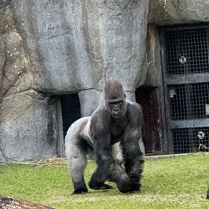 Silverback Moe