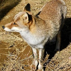 Japanese Red Fox (Vulpes vulpes japonica) - Tobu Zoo November 15, 2025