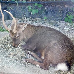 Honshu Sika Deer (Cervus nippon aplodontus) - Tobu Zoo November 15, 2025