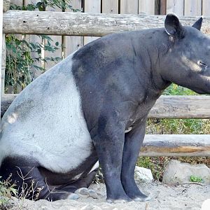 Malayan Tapir (Tapirus indicus) - Tobu Zoo November 15, 2025