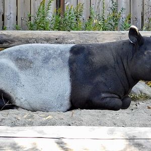 Malayan Tapir (Tapirus indicus) - Tobu Zoo November 15, 2025