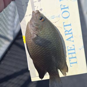 Ward's Damsel? (Pomacentrus wardi?)