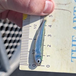 Slender Hardyhead? (Atherinomorus lacunosus?)