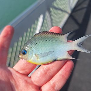 Spiny Chromis (Acanthochromis polyacanthus)