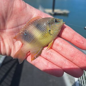 Honeyhead Damsel (Dischistodus prosopotaenia)