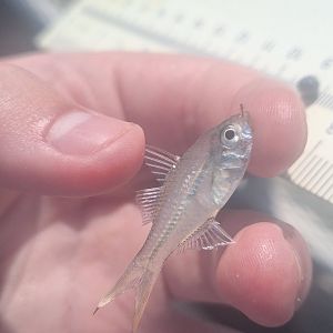 Vachell's Glassfish (Ambassis vachellii)