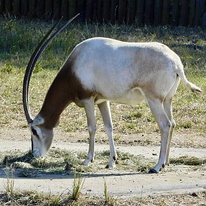 Scimitar Oryx (Oryx dammah) - Tobu Zoo November 15, 2025