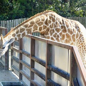 Girrafe (Giraffa camelopardalis) - Tobu Zoo November 15, 2025