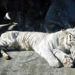 White Tiger (Panthera tigris tigris var)  - Tobu Zoo November 15, 2025