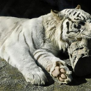 White Tiger (Panthera tigris tigris var)  - Tobu Zoo November 15, 2025