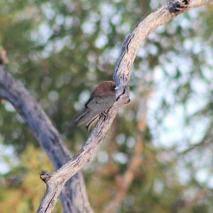 Little Woodswallow (Artamus minor)