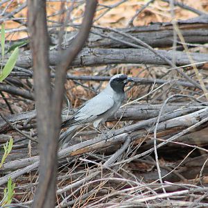 Black-faced Cuckoo-Shrike (Coracina novaehollandiae)