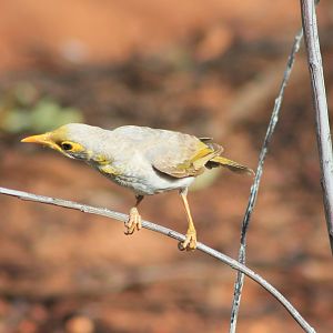 Yellow-throated Miner (Manorina flavigula)