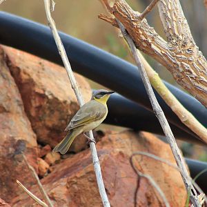 Grey-headed Honeyeater (Ptilotula keartlandi)
