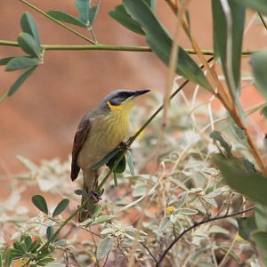 Grey-headed Honeyeater (Ptilotula keartlandi)