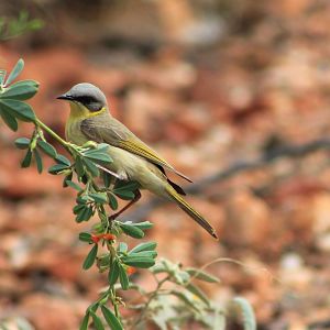 Grey-headed Honeyeater (Ptilotula keartlandi)