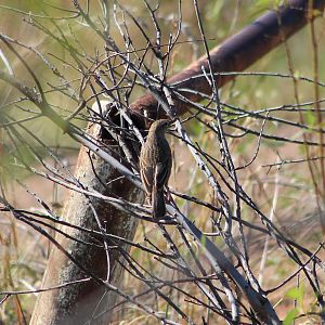 Rufous Songlark (Cincloramphus mathewsi)