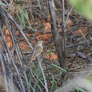 Rufous Songlark (Cincloramphus mathewsi)