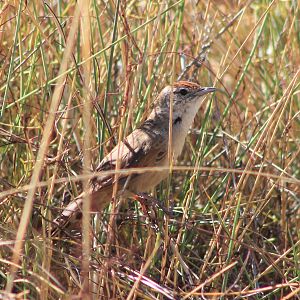 Spinifexbird (Poodytes carteri)