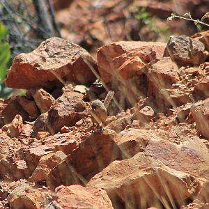 Kalkadoon Grasswren (Amytornis ballarae)