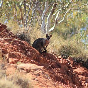 Purple-necked Rock Wallaby (Petrogale purpureicollis)