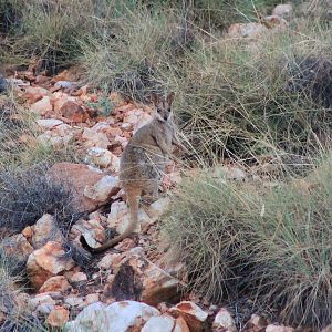 Purple-necked Rock Wallaby (Petrogale purpureicollis)