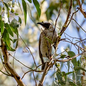 Noisy Friarbird