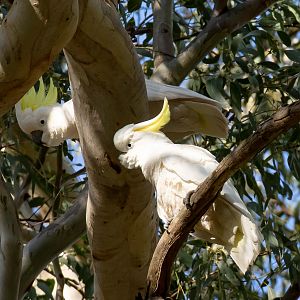 Sulphur-crested Cockatoos
