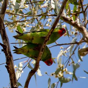 Little Lorikeets
