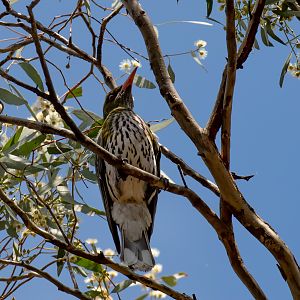 Olive-backed Oriole