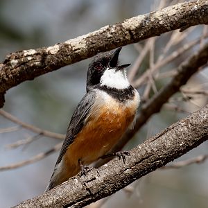 Rufous Whistler