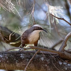 Grey-crowned Babbler