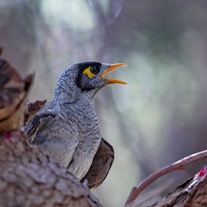 Noisy Miner