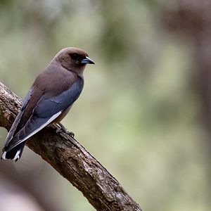 Dusky Woodswallow