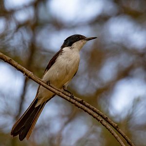 Restless Flycatcher