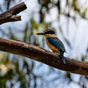 Sacred Kingfisher