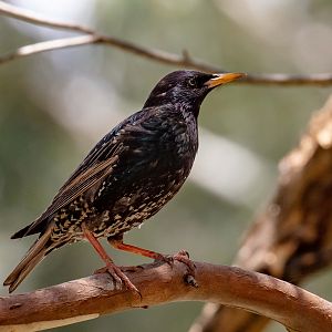 Starling