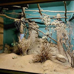 Mouse lemur + jerboa exhibit