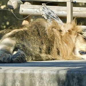 Male African Lion (Panthera leo) - Tobu Zoo November 15, 2025