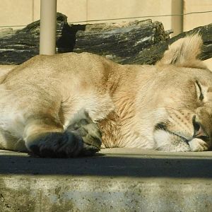 Female African Lion (Panthera leo) - Tobu Zoo November 15, 2025
