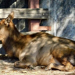 Wapiti (Cervus canadensis) - Tobu Zoo November 15, 2025