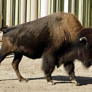 American Bison (Bison bison) - Tobu Zoo November 15, 2025