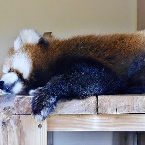 Chinese Red Panda (Ailurus fulgens styani) - Tobu Zoo November 15, 2025